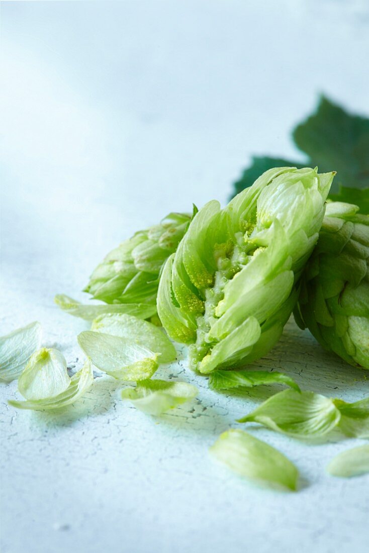 Hopfenzapfen mit Blättern (Close Up)