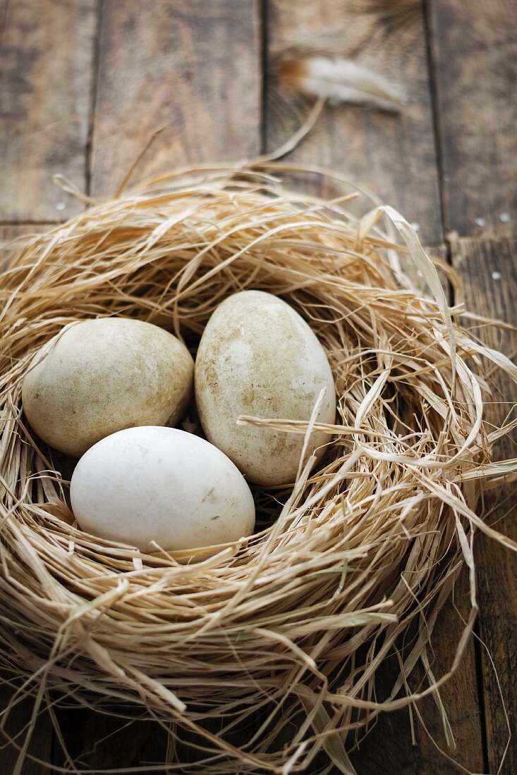 Fresh goose eggs in a nest