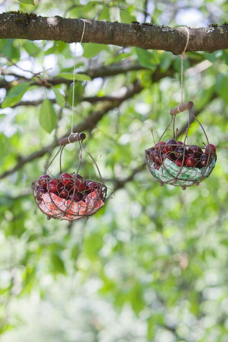 Two wire baskets hanging from branch