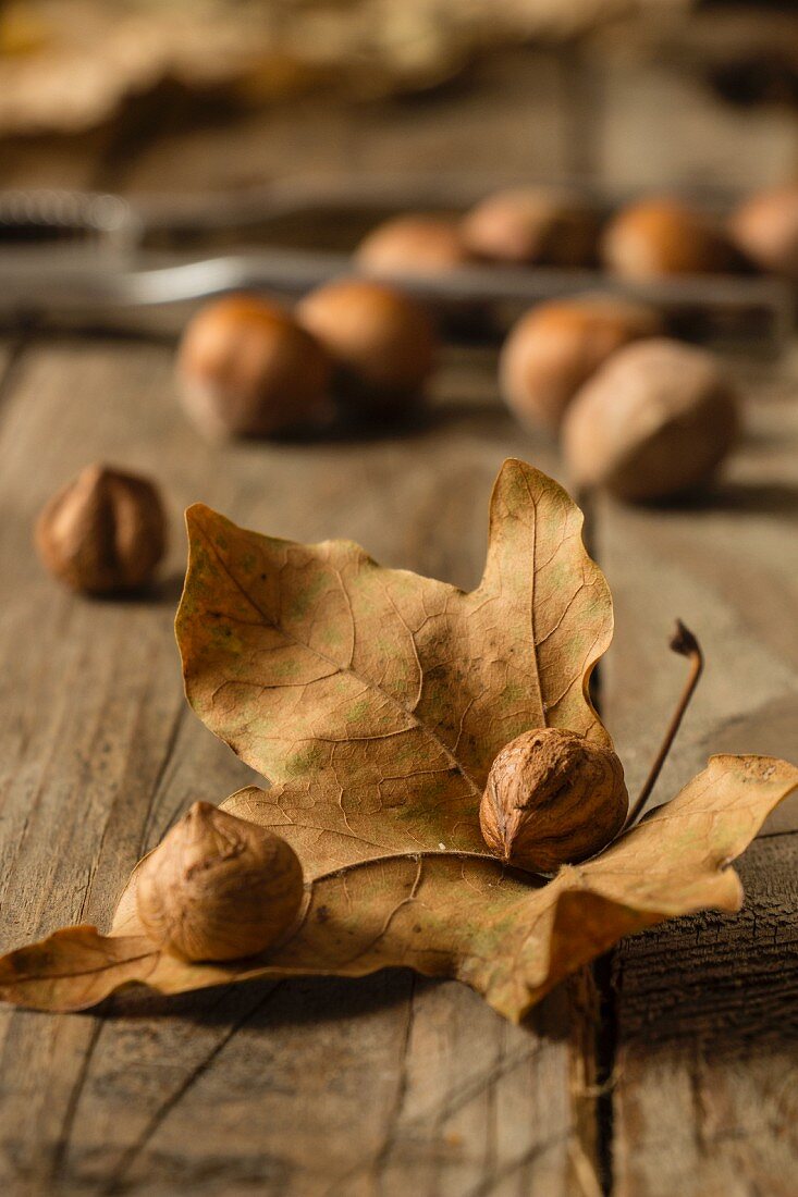 Herbstliches Stillleben mit Haselnüssen