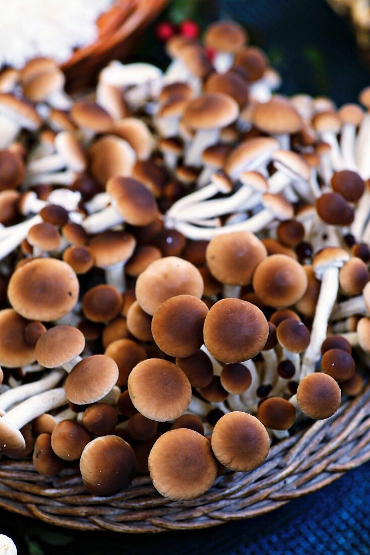 Velvet pioppini mushrooms from Italy