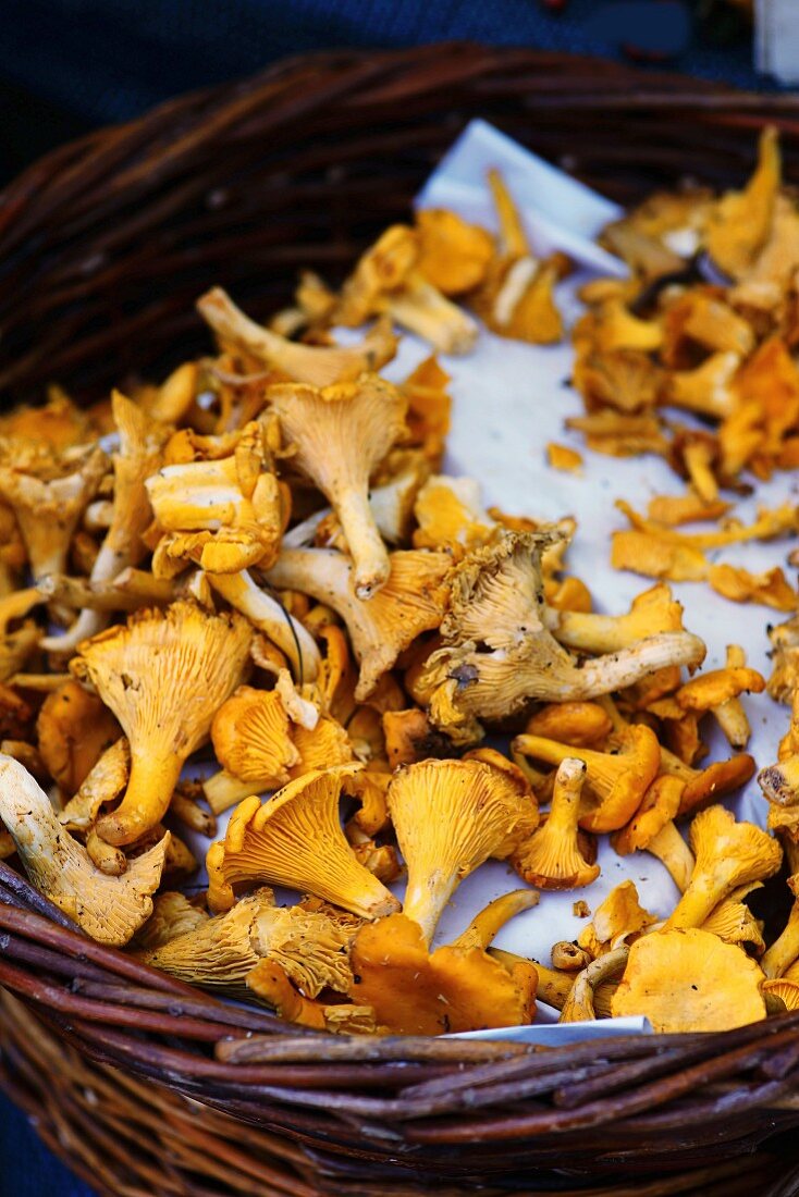 Fresh chanterelle mushrooms in a basket