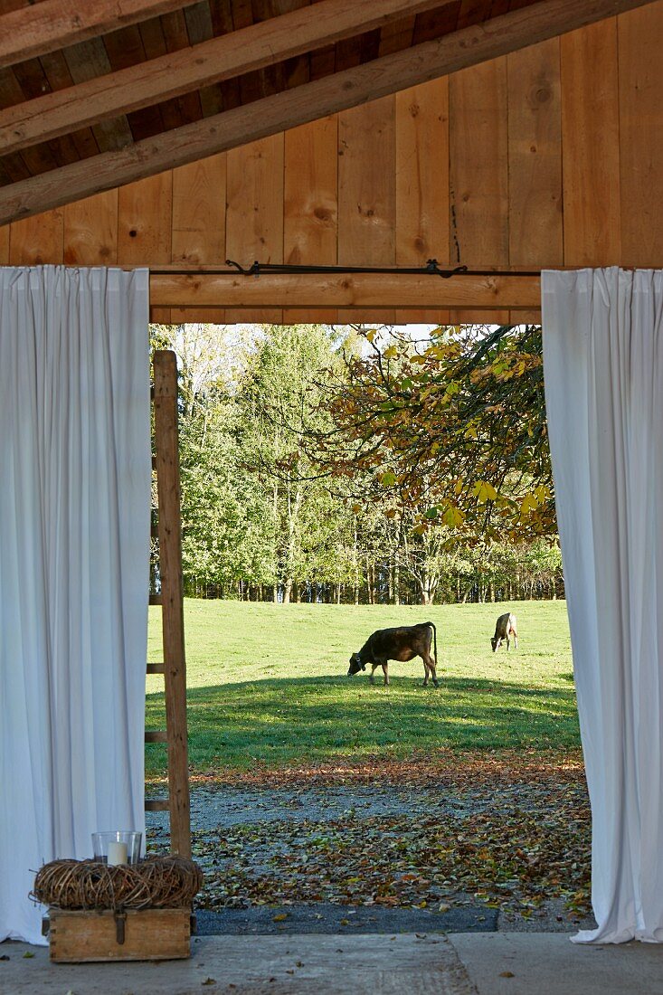 View of grazing cow from terrace of wooden house