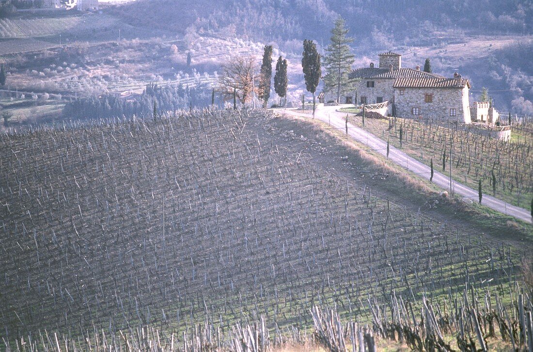 Vineyard at Radda in Chianti, Tuscany, Italy