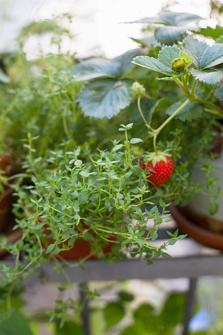 Thymianpflanzen mit Erdbeere im Hintergrund