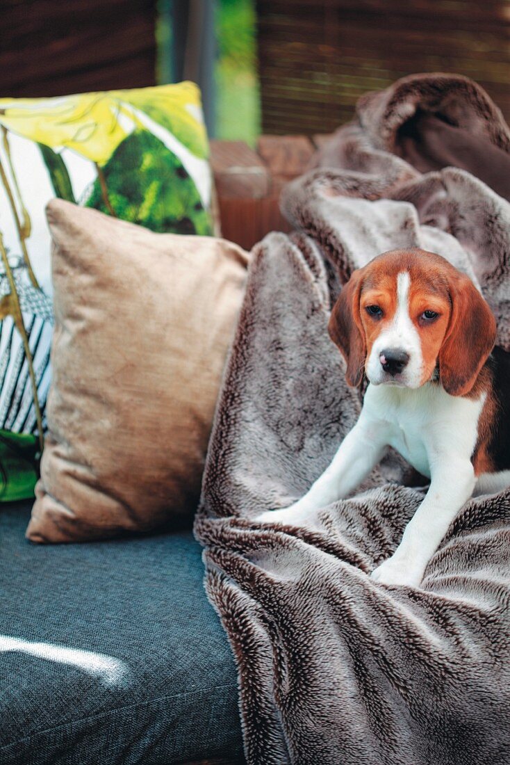 Dog sitting on comfortable bench outdoors