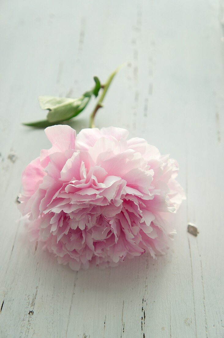 A peony