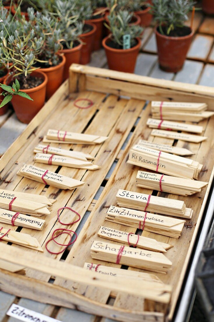 Wooden markers for labelling herbs in garden in front of small potted lavender plants