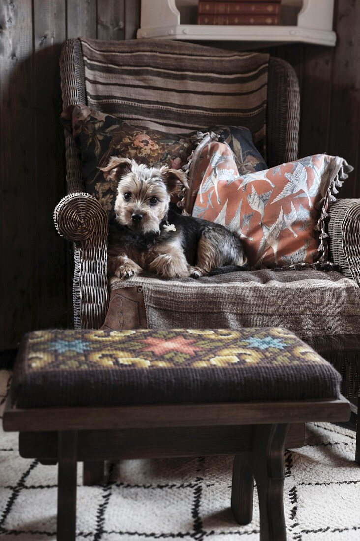 Kleiner Hund auf einem Korbsessel mit Vintage-Kissen und Gobbelin-Hocker