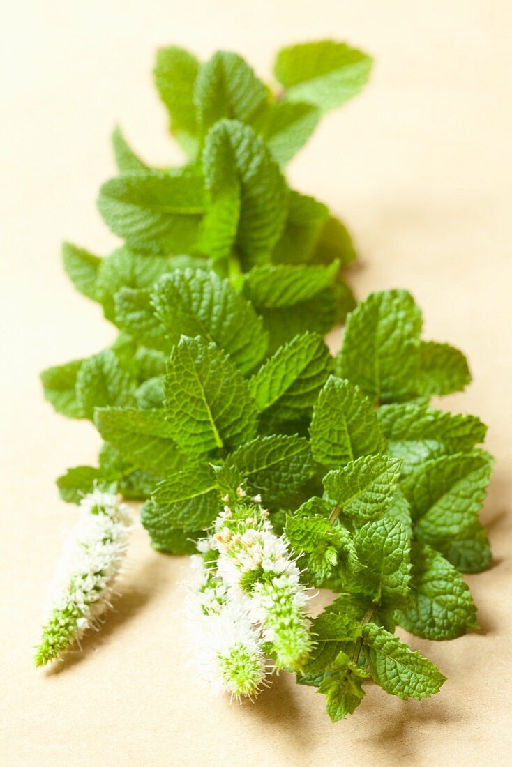 Fresh mint with flowers