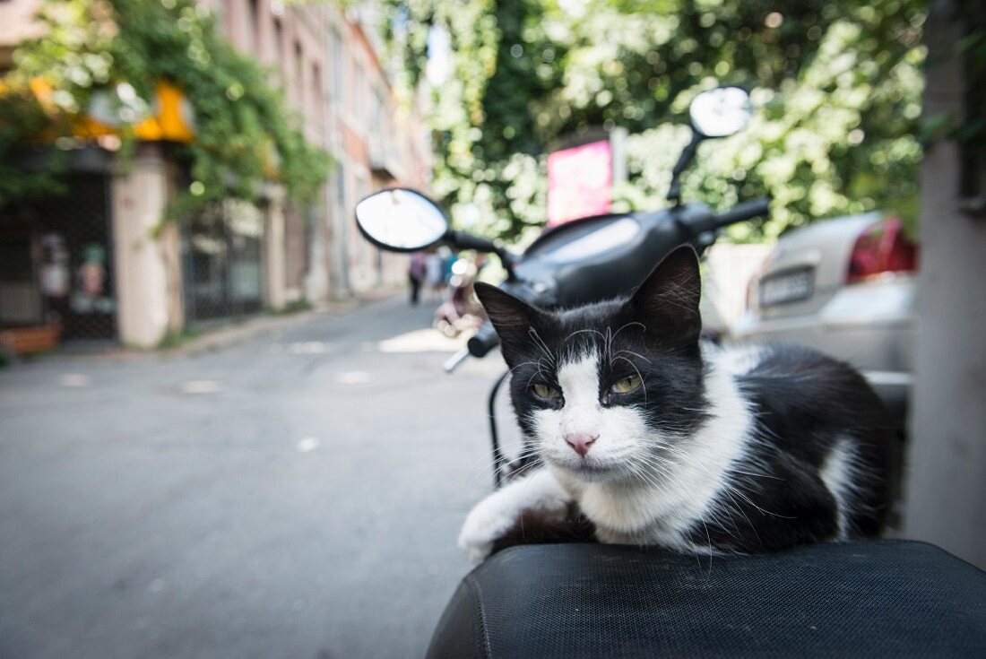 A street cat sitting on a motor scooter, Istanbul, Turkey