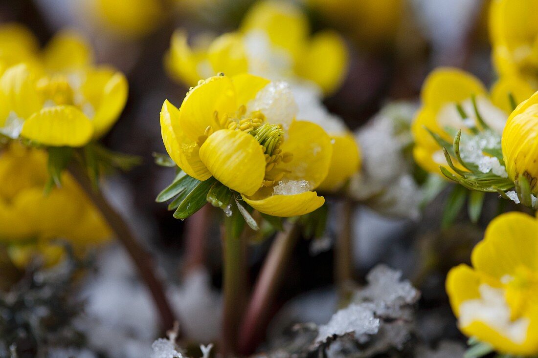 Winter aconite in the snow