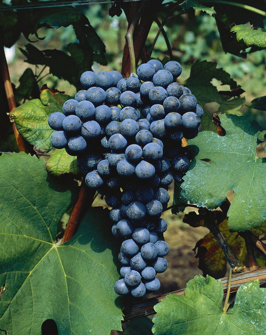 Nebbiolo-Trauben liefern spätreife und sehr langlebige Weine