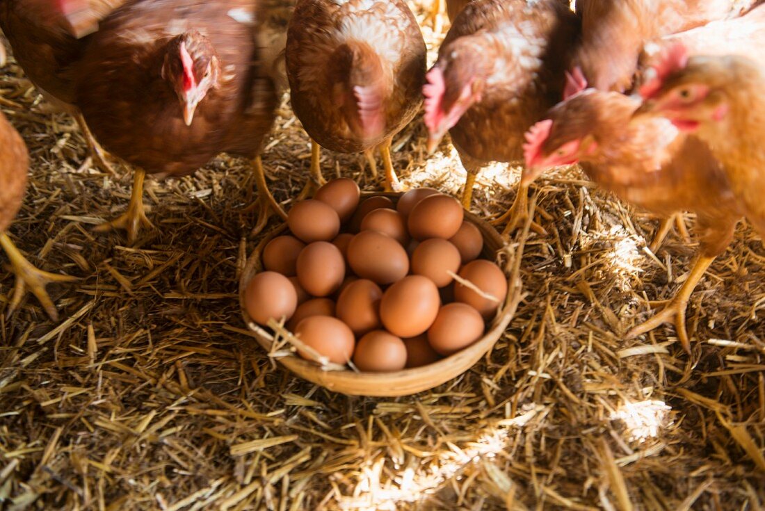 Hen's eggs in a basket with live hens