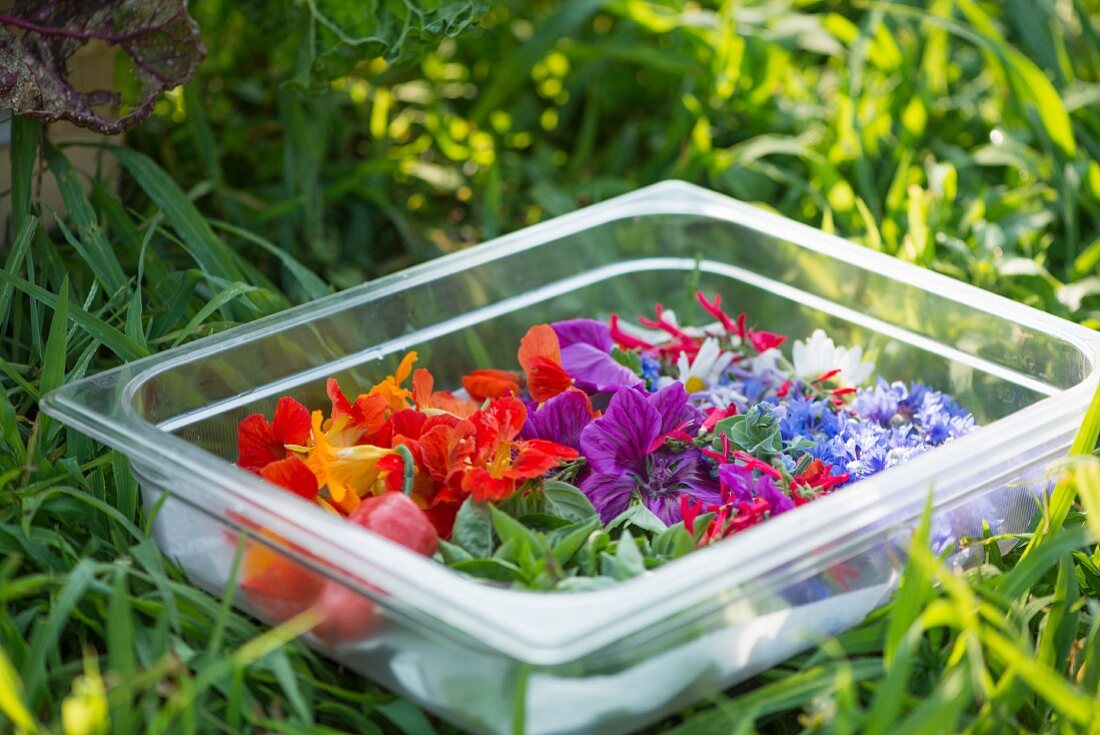 Various edible flowers in a plastic container