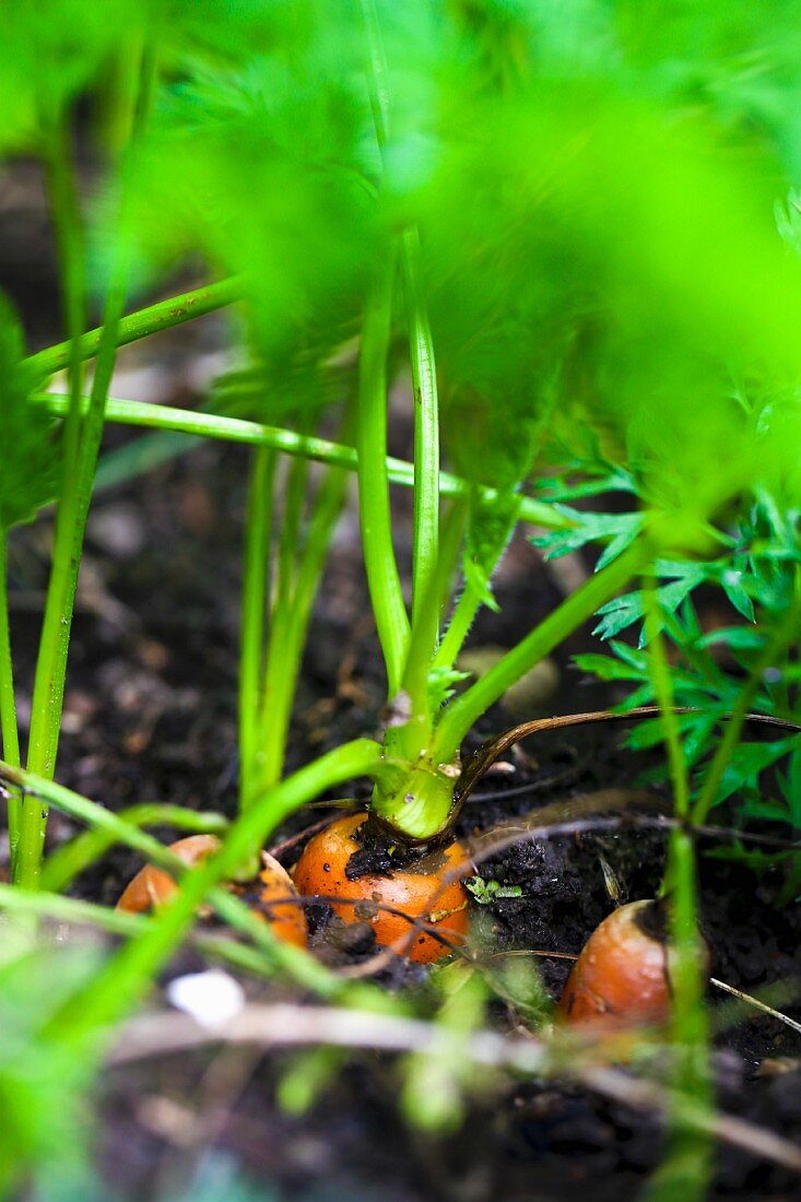 Fresh carrots in a vegetable patch