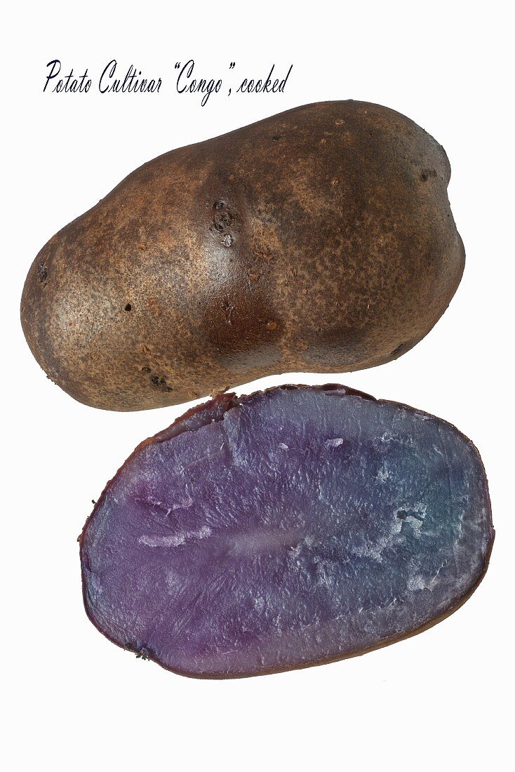 Blaue Kartoffel der Sorte Congo (gekocht)
