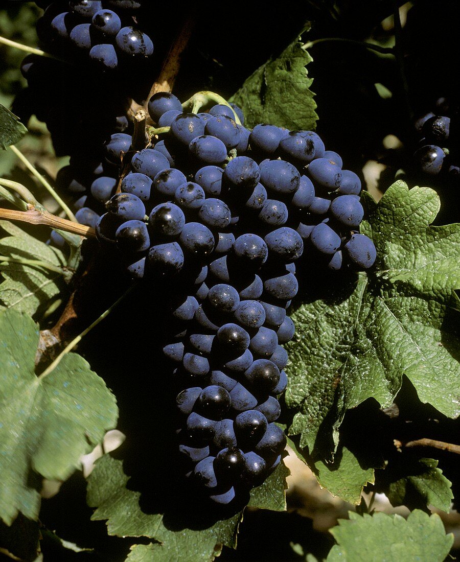 Syrah-Trauben (oder 'Shiraz') bringen herben, pfeffrigen Wein
