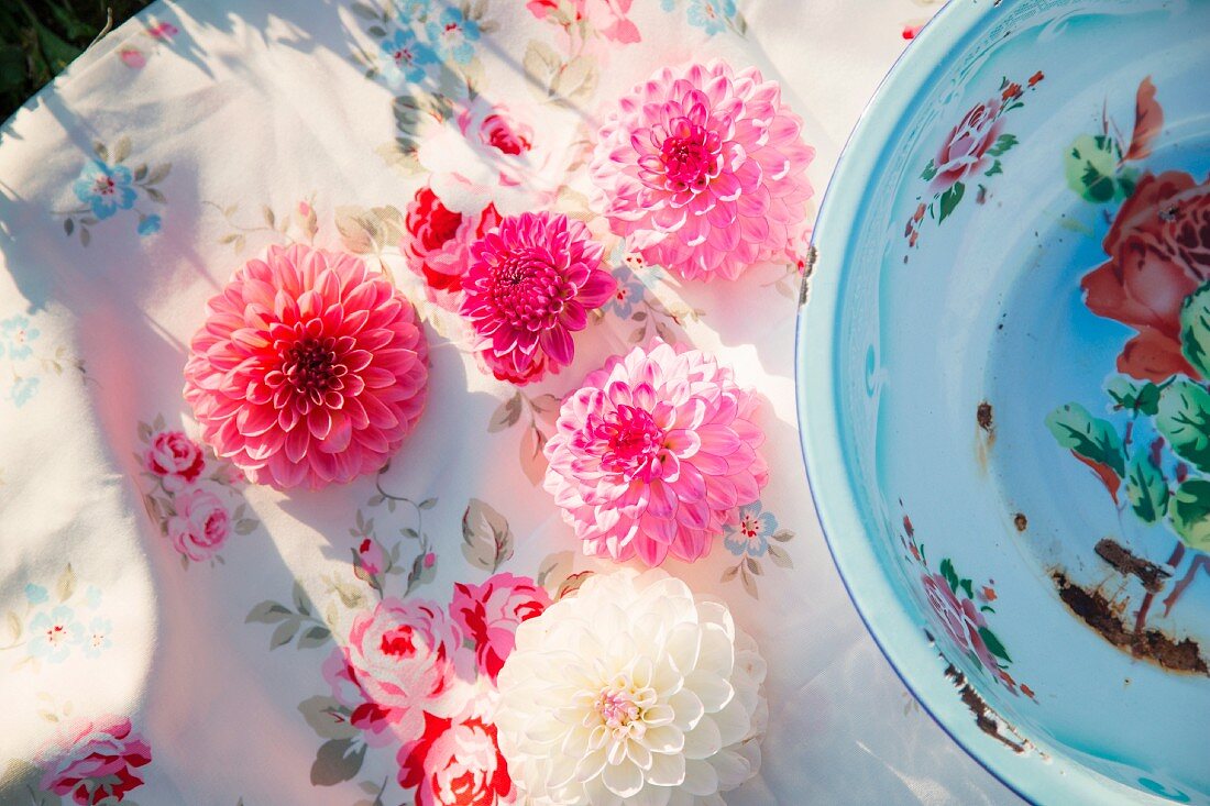 Pink and white dahlia flowers on vintage-style tablecloth