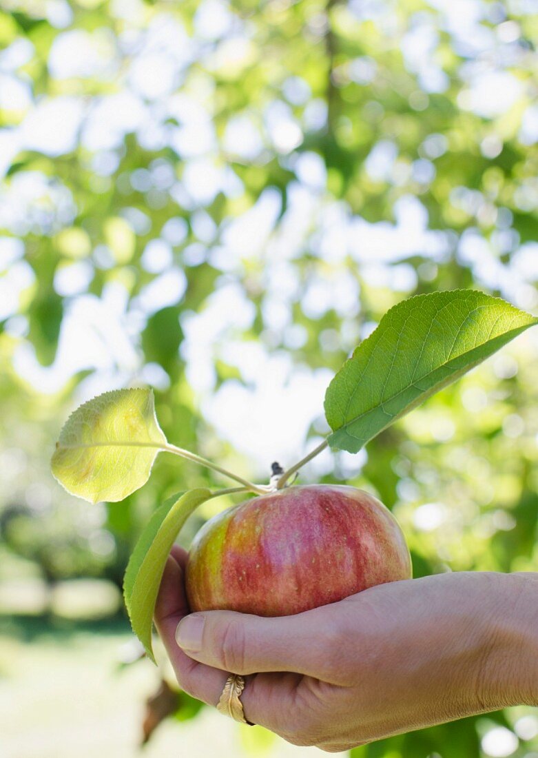 Hand hält frisch gepflückten Apfel mit Blättern