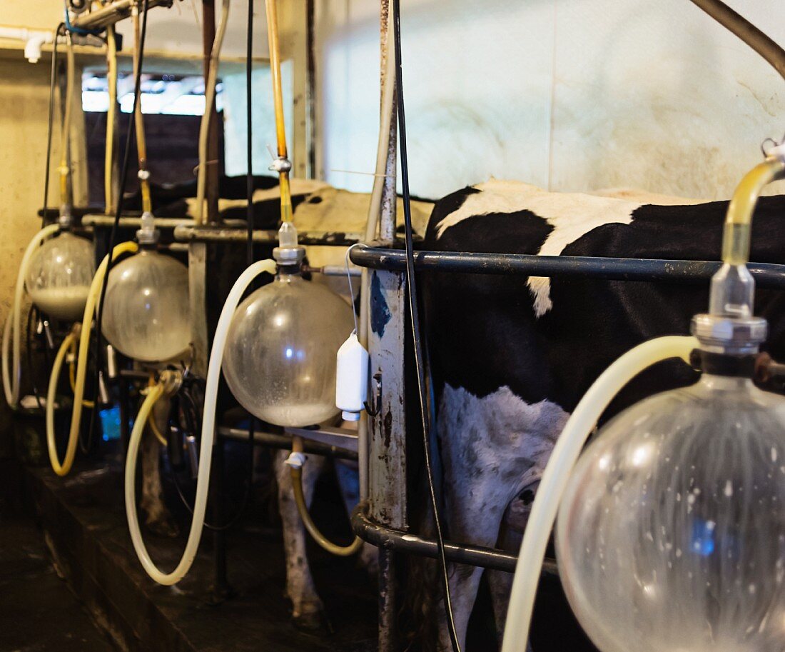 Cows being milked