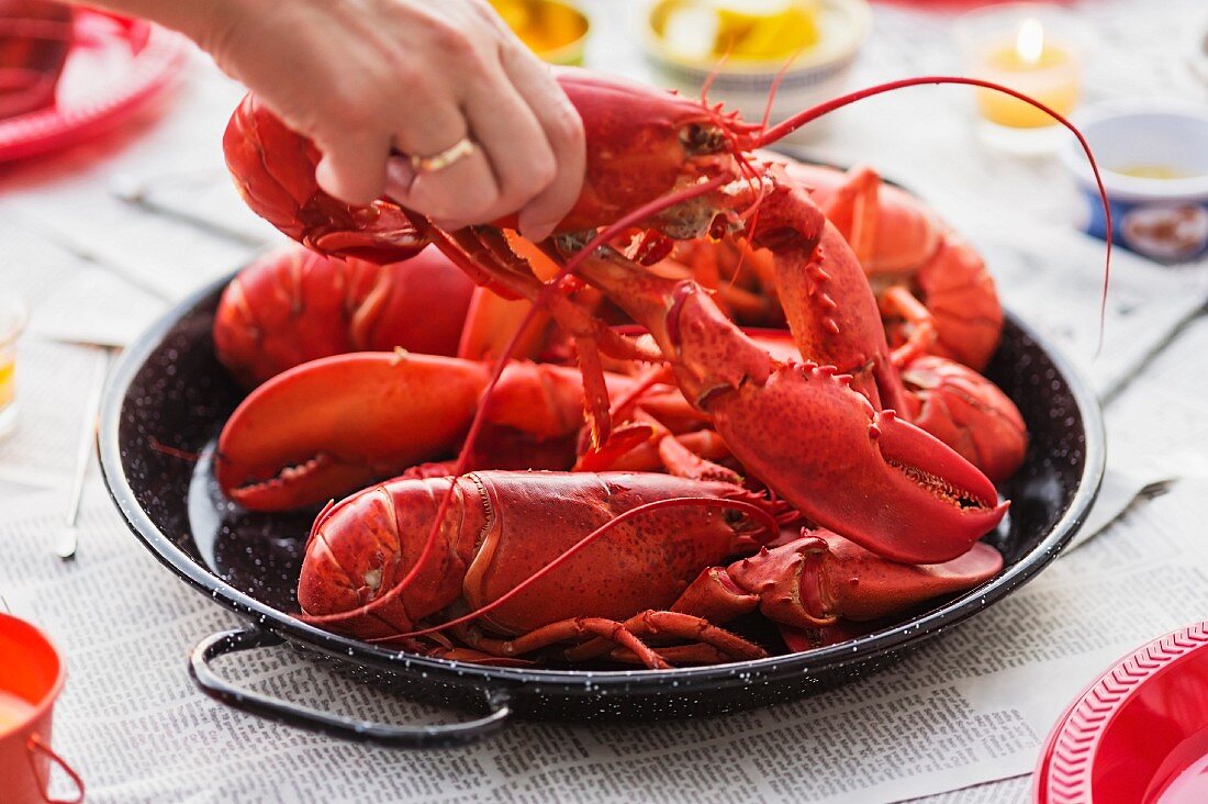 Freshly cooked lobster on a serving platter