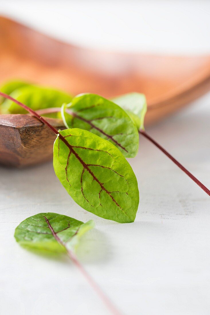 Fresh red-veined dock (rumex sanguineus)