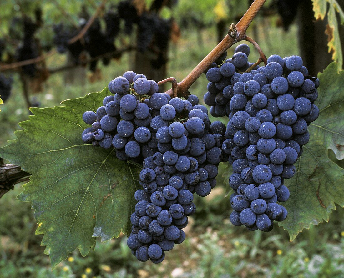 Sangiovese - rote Trauben aus Chianti