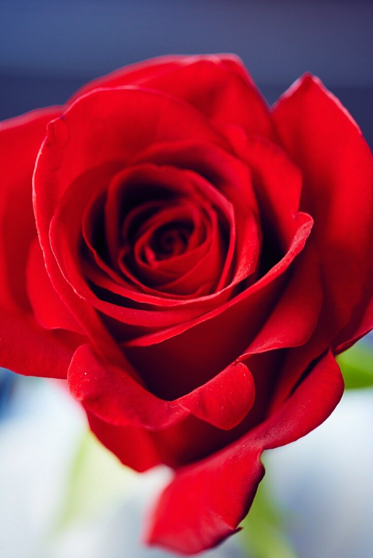 Red rose (close-up)