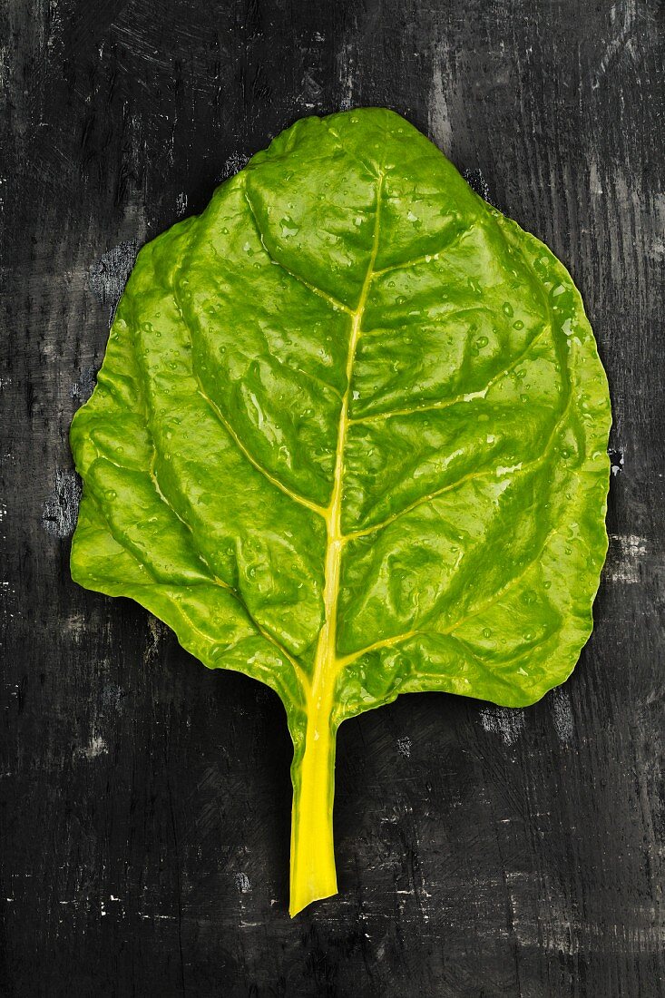 A leaf of White Silver chard on a dark surface