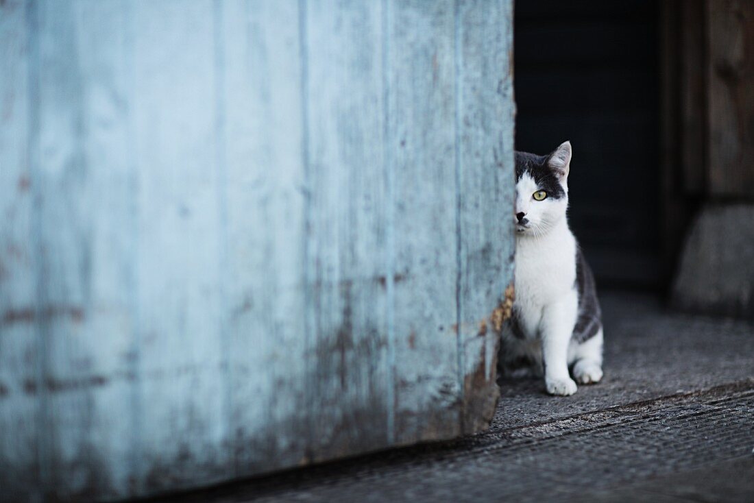 Katze neben Holztür eines Schuppens sitzend