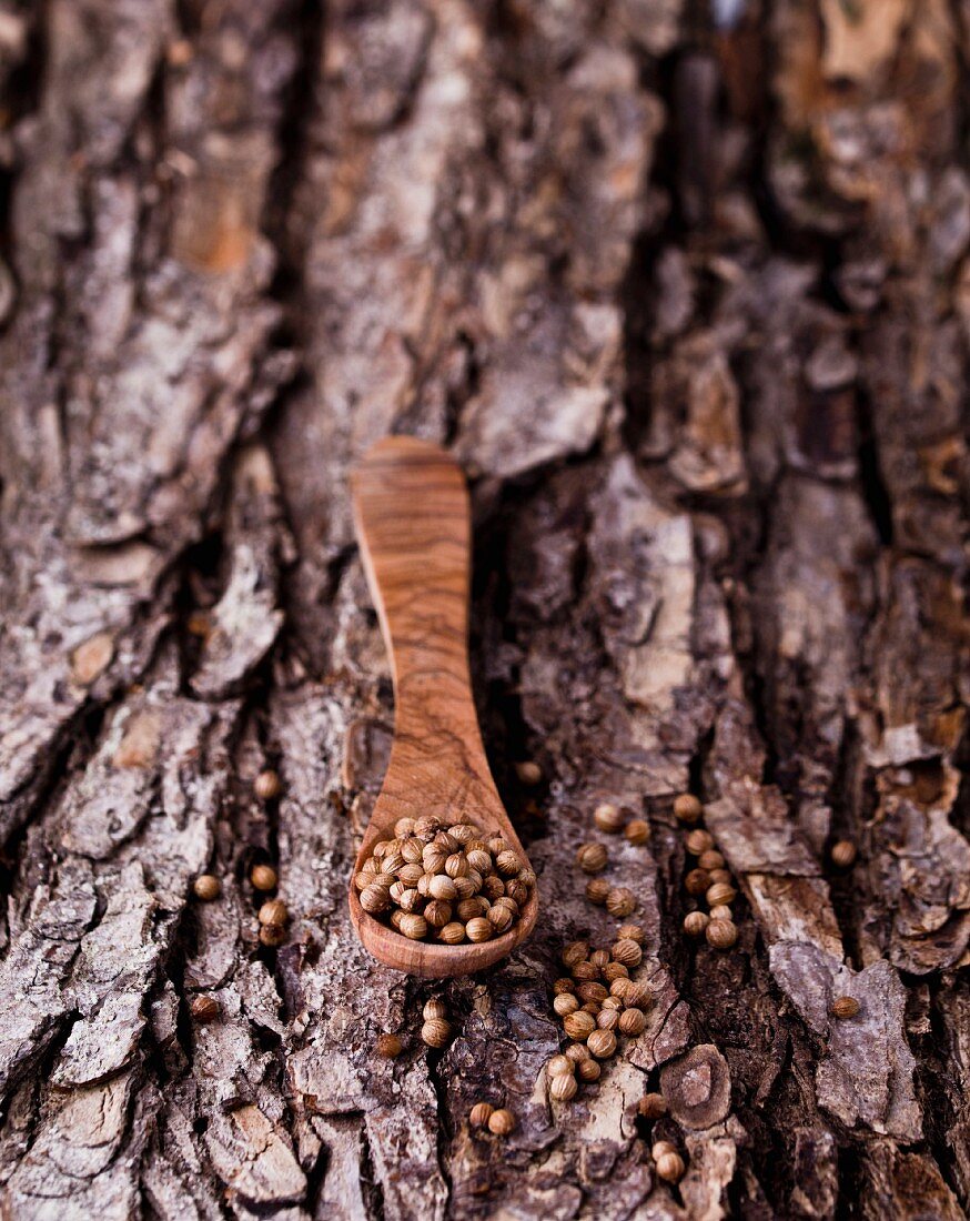 Coriander seeds with a wooden spoon on a piece of bark