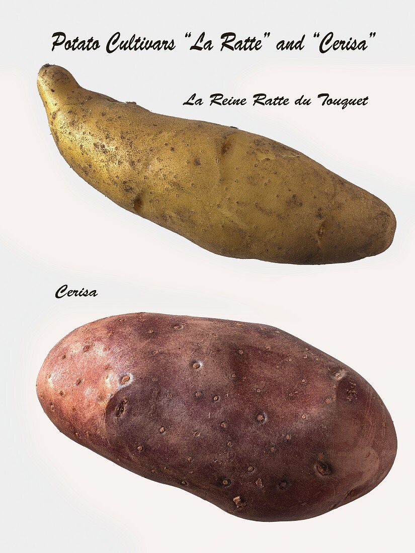 Kartoffel der Sorte La Ratte & Kartoffel der Sorte Cerisa