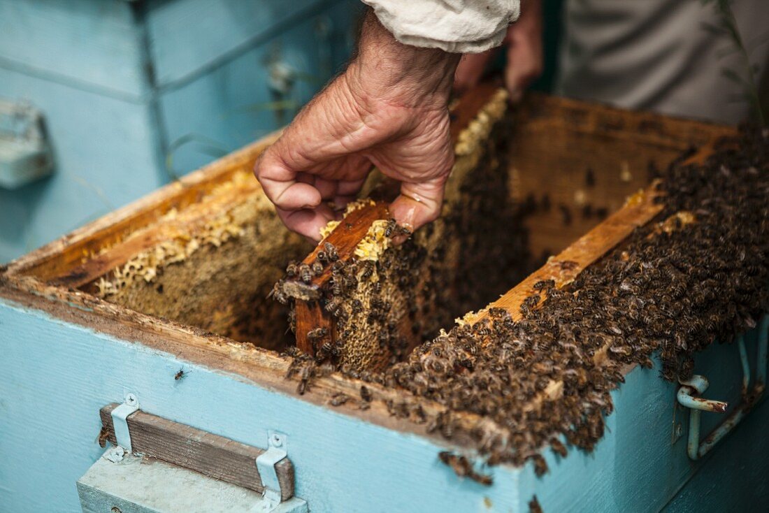 Imker mit Honigwaben beim Bienenstock