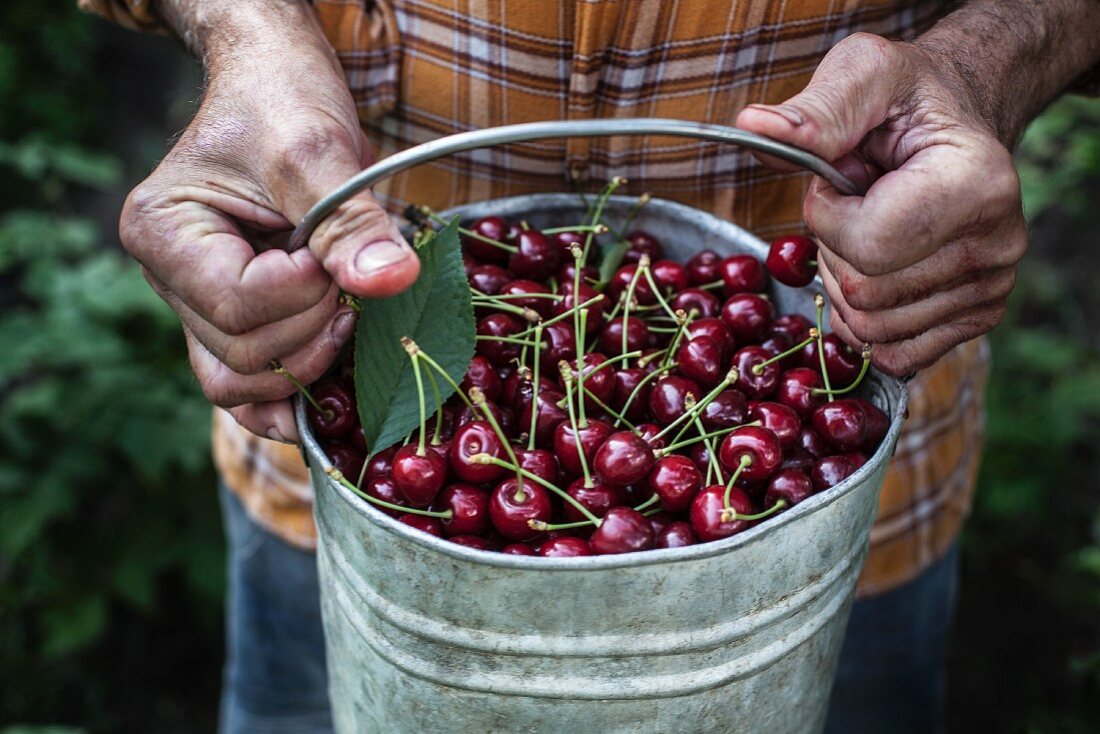 Hands holding a metal bucket of cherries