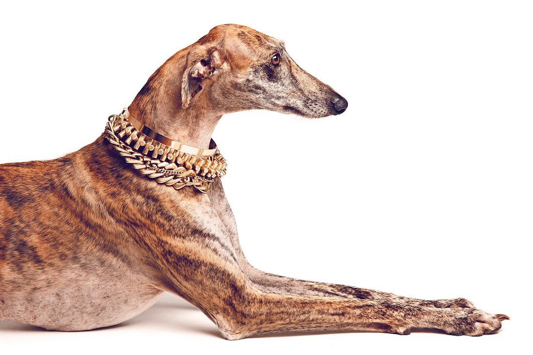 A greyhound