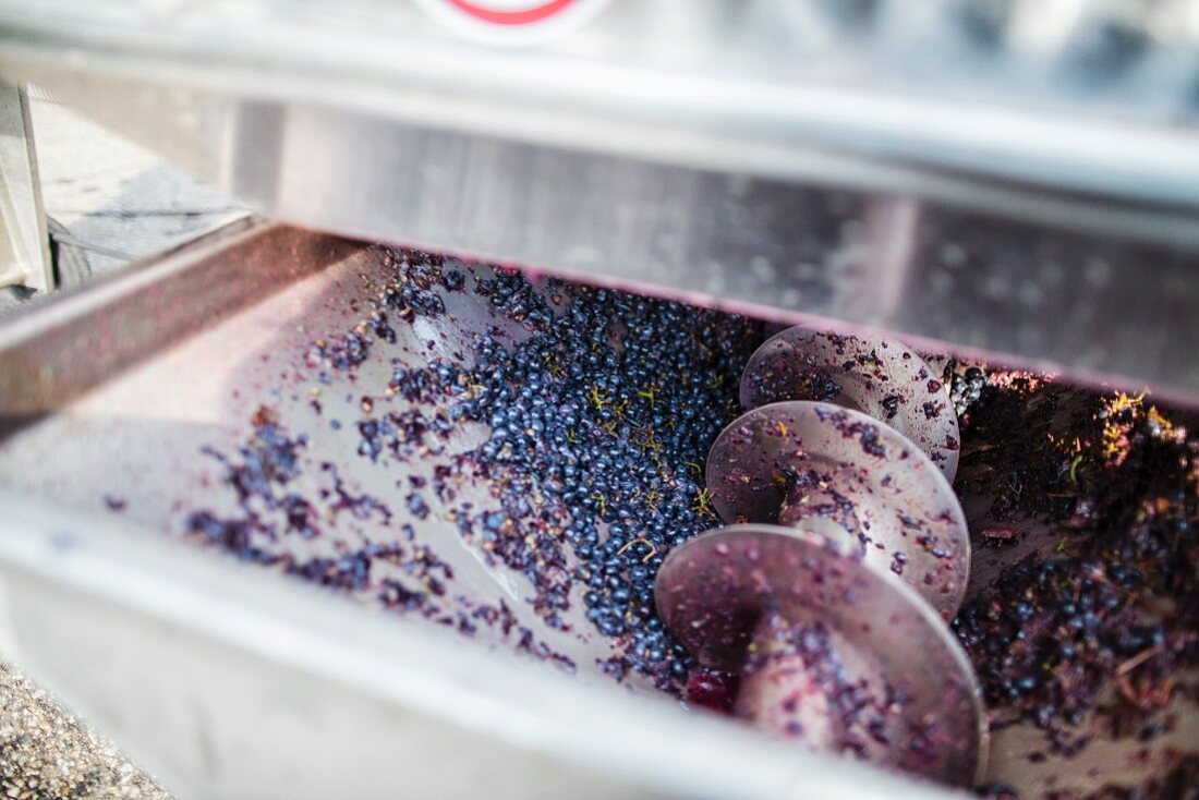 Red wine grapes being processed with a machine