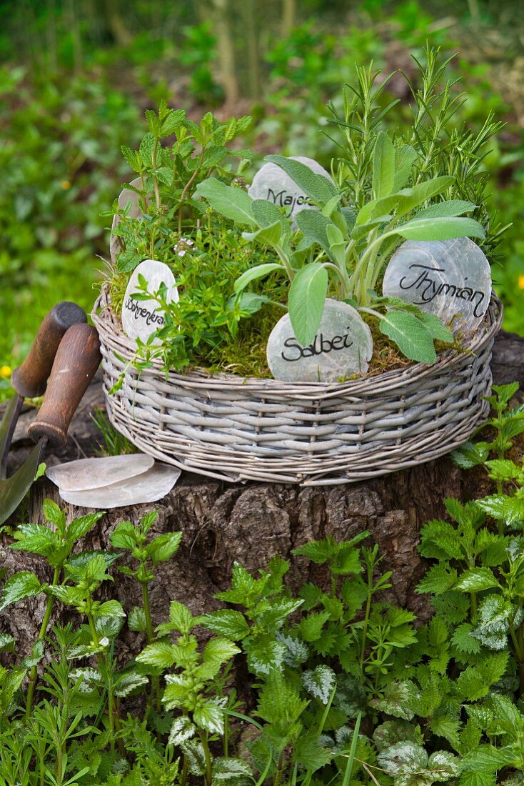 Various herbs with labels planted in basket on tree stump