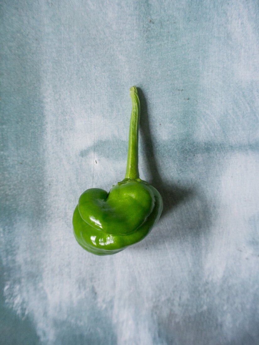 A green Pimiento de Padron chilli pepper