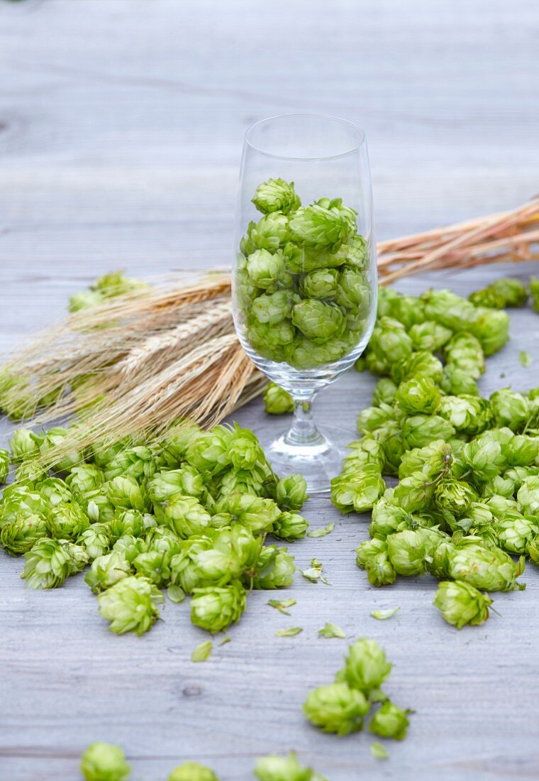 Hops and ears of barley