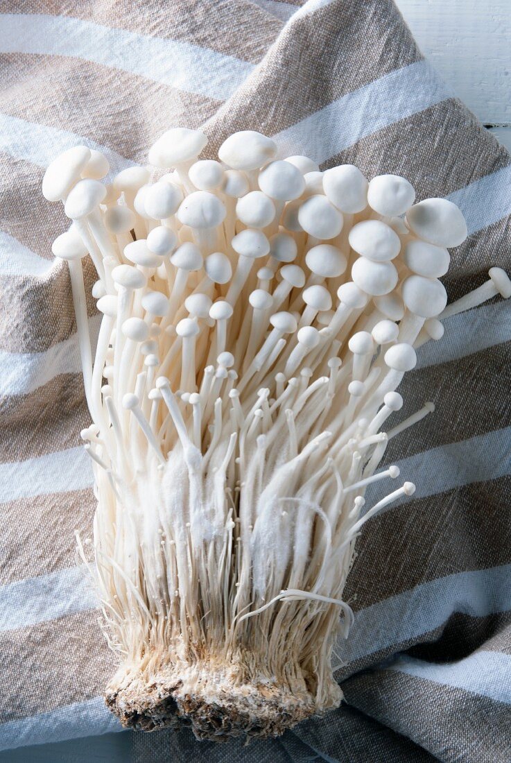 Frische Enoki-Pilze auf gestreiftem Tuch