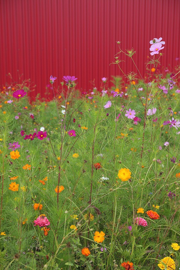 Brightly coloured cosmos (Cosmea) against red façade