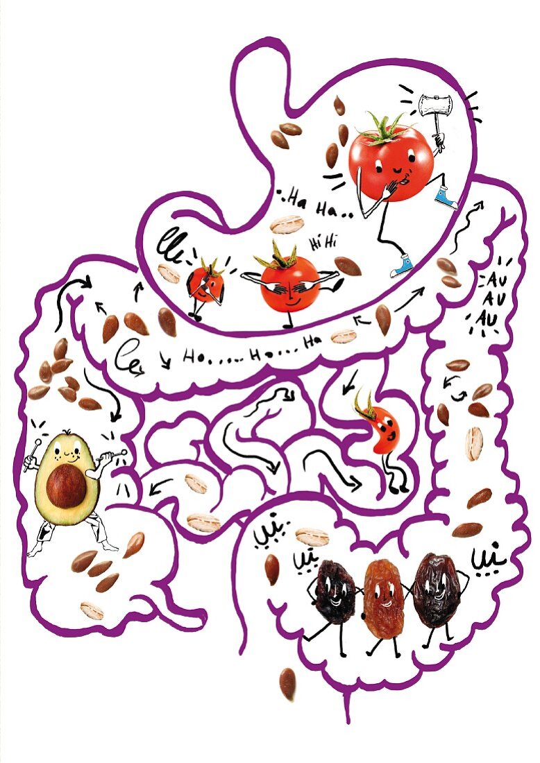 A drawing of food inside the human digestive system