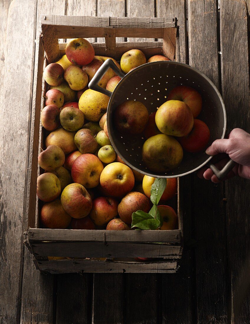 Verschiedene Apfelsorten in einer Holzsteige und in einem Seiher