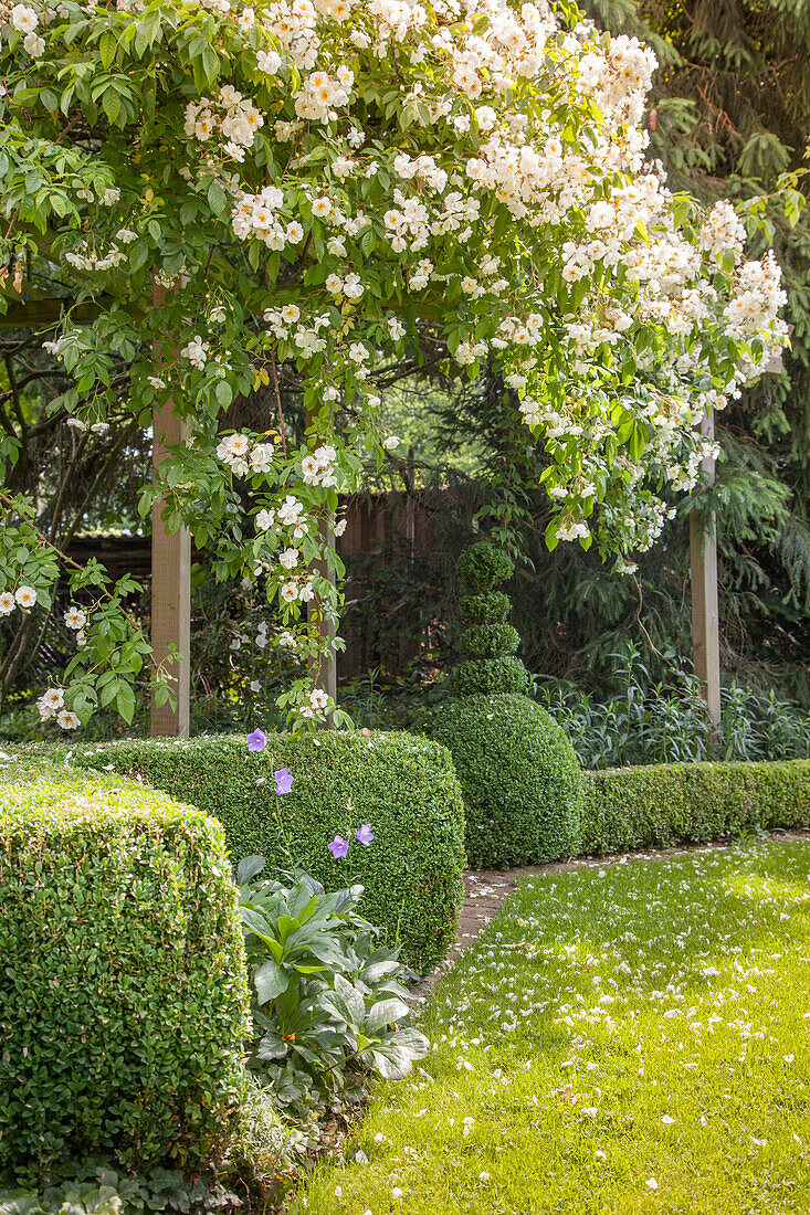 Luxuriantly flowering rose growing over pergola in idyllic garden