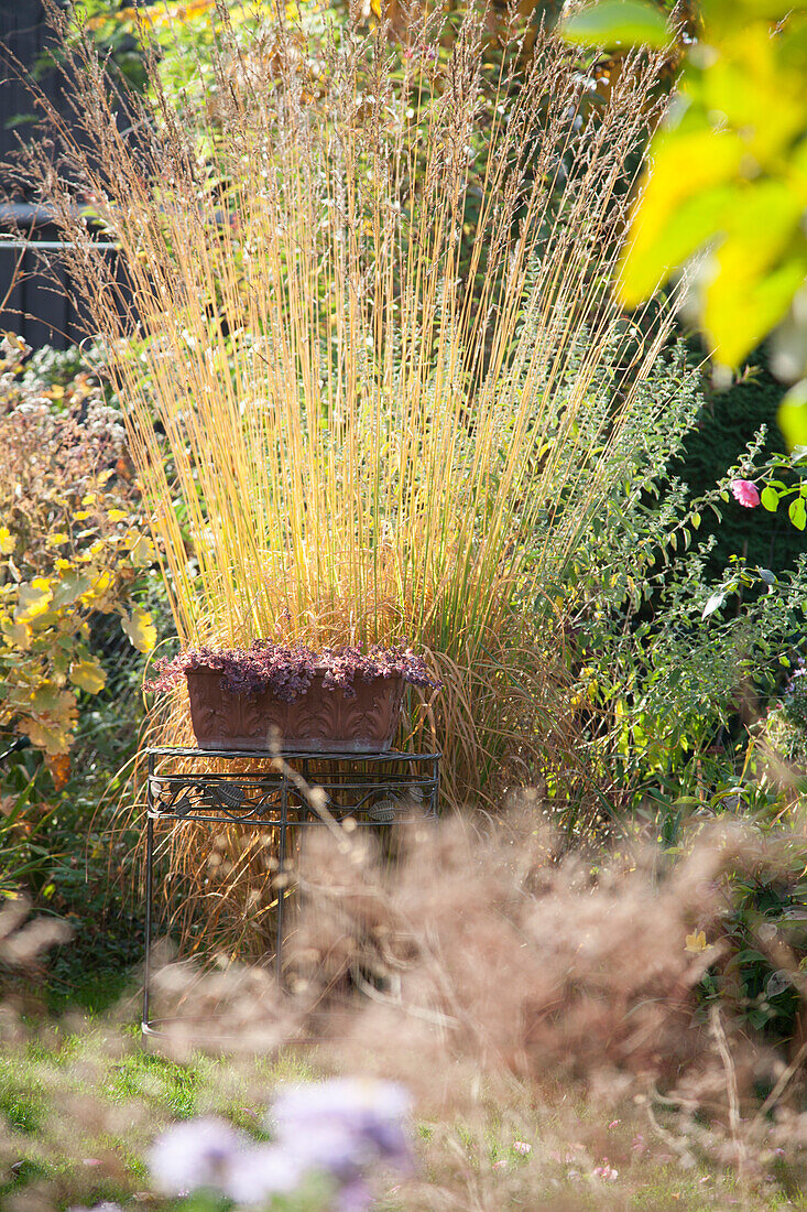 Autumnal yellow grasses in garden