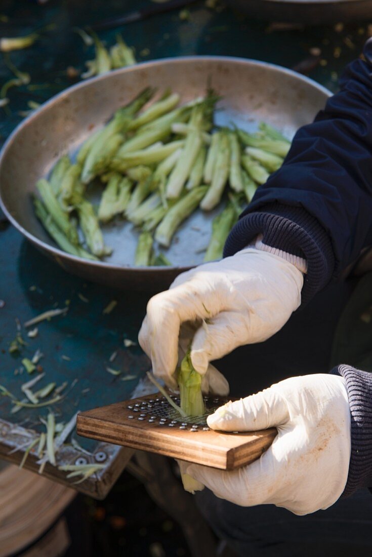 Asparagus being peeled, Italy