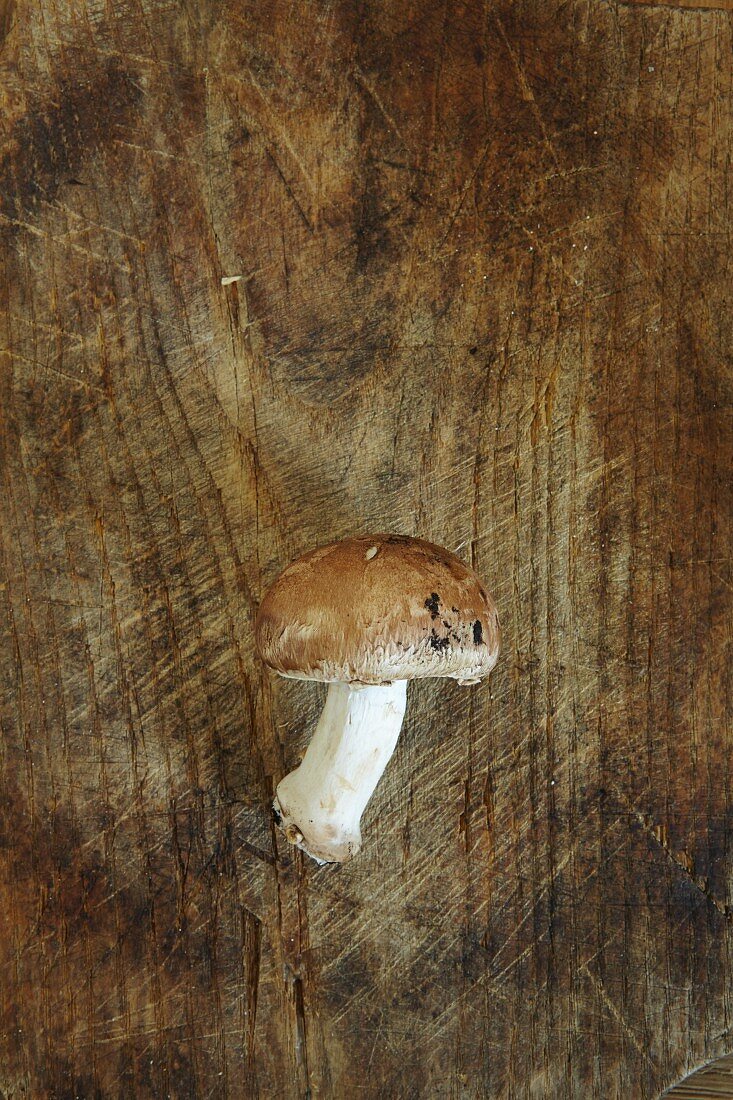 A brown mushroom