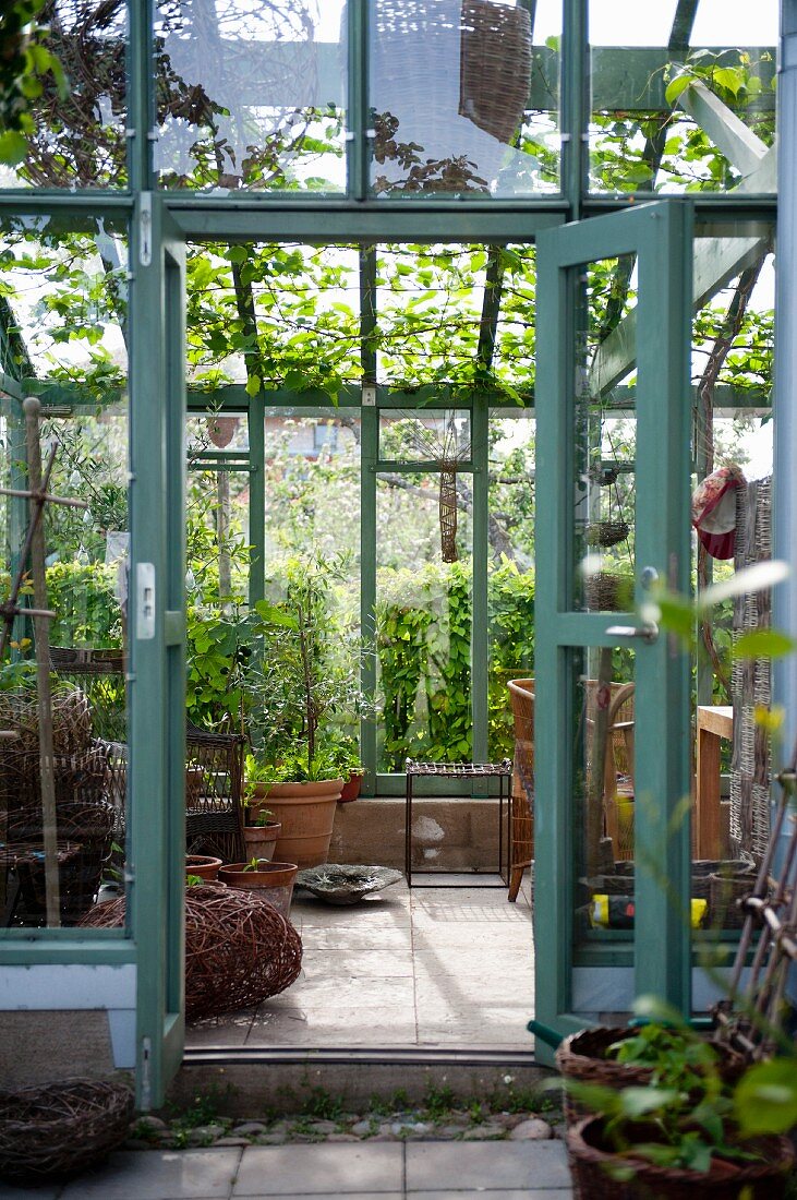 View into conservatory with vine growing on ceiling