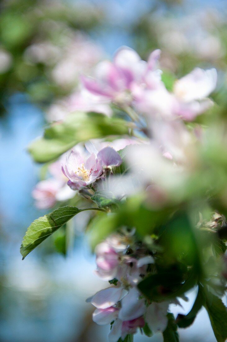 Flowering fruit tree